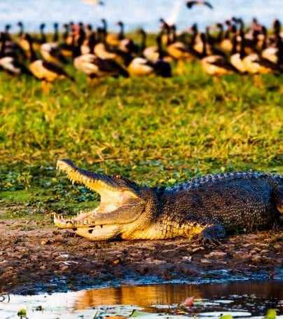 Wildlife at Kakadu National Park, Australia