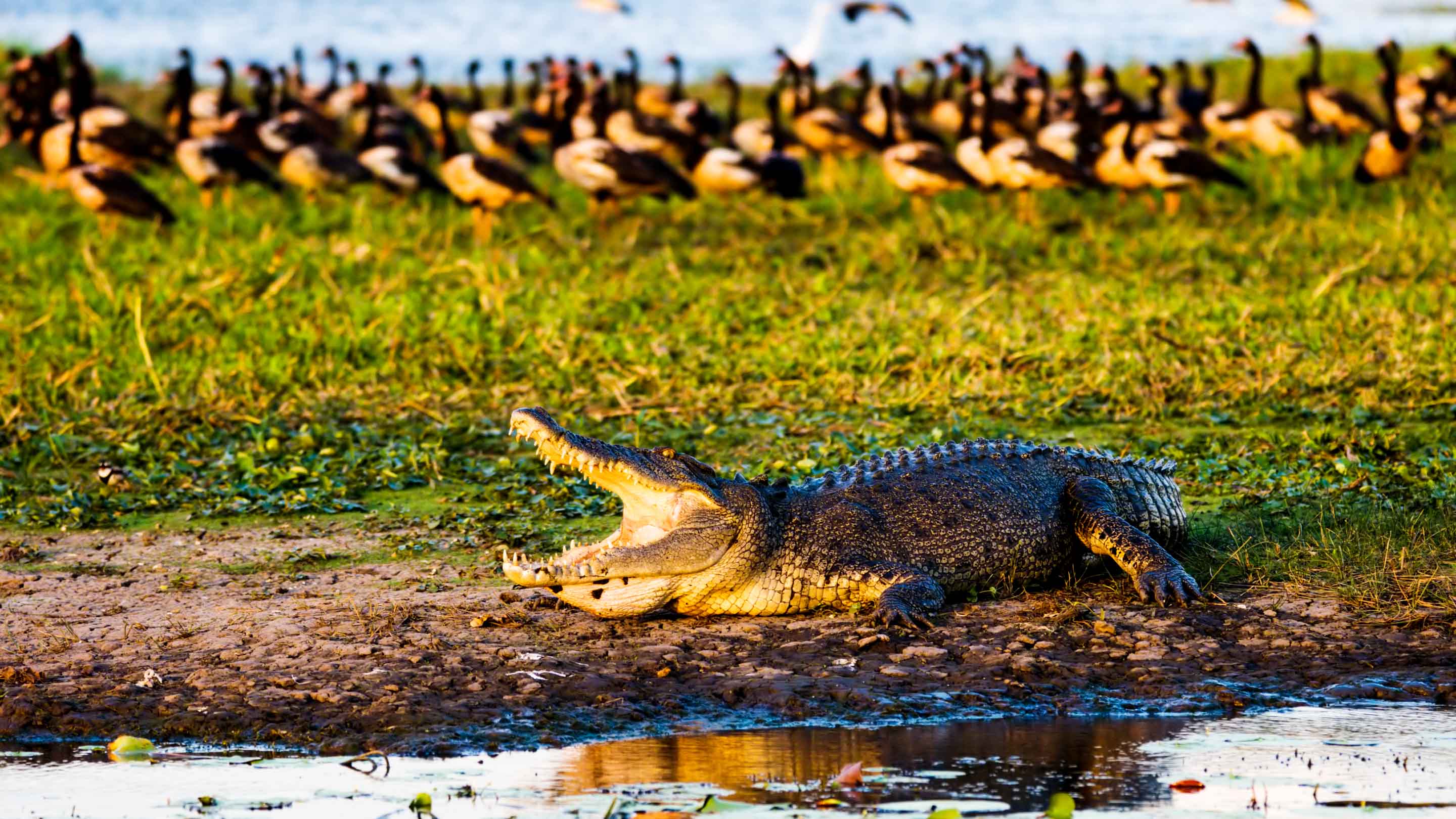 kakadu wildlife tours