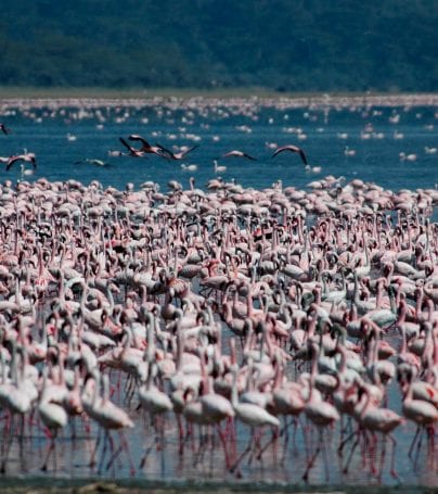 Large flock of flamingoes crowds Kenya lake