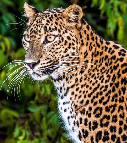 Leopard in Wilpattu National Park, Sri Lanka