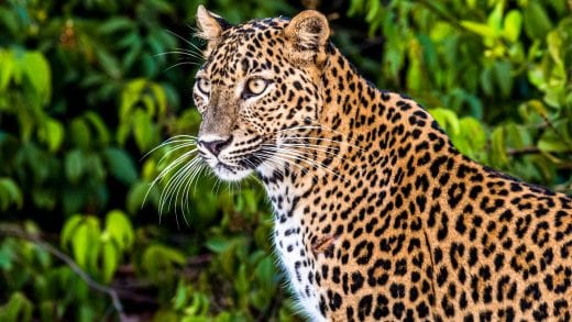 Leopard in Wilpattu National Park, Sri Lanka