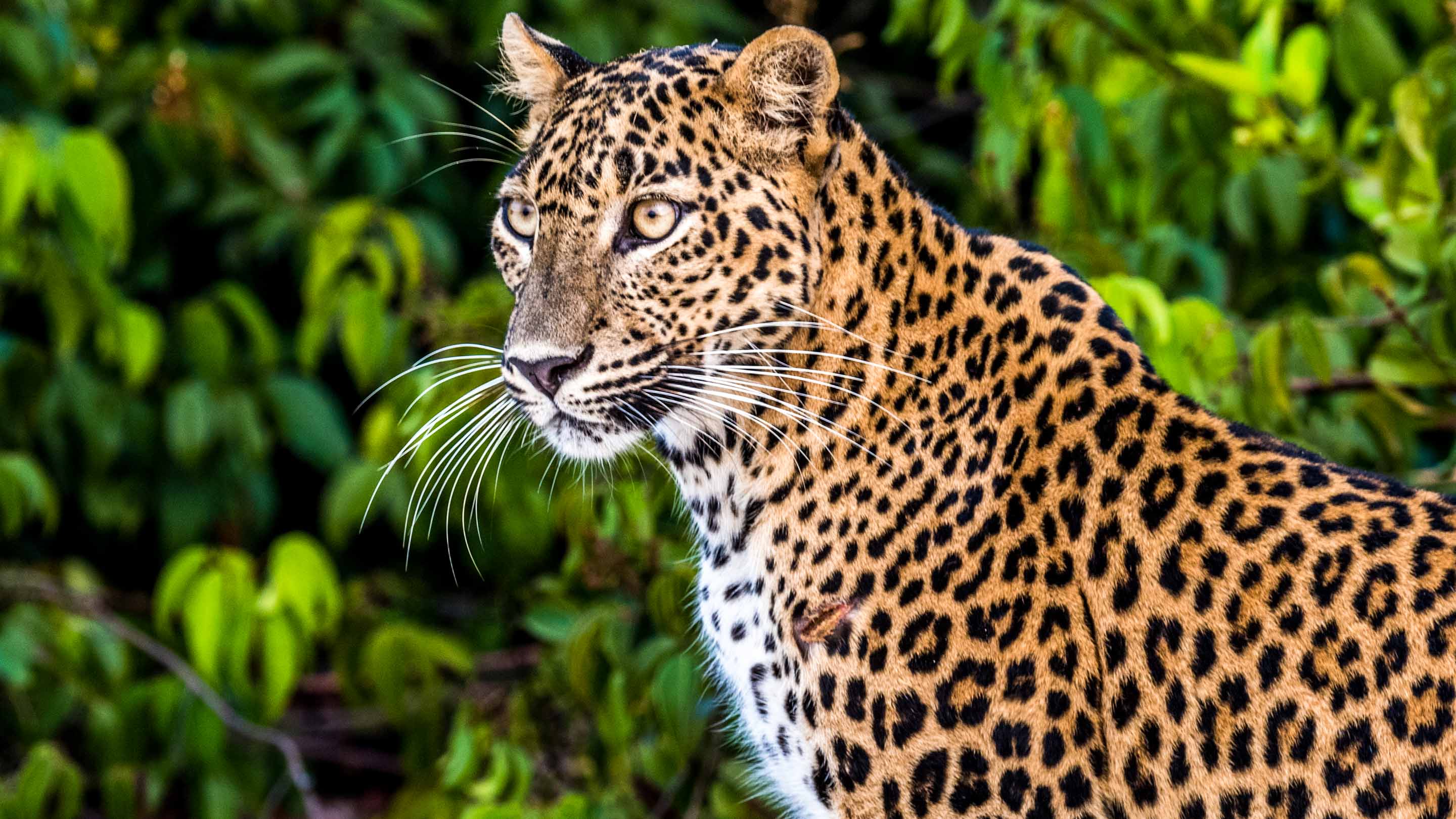 leopard safaris wilpattu