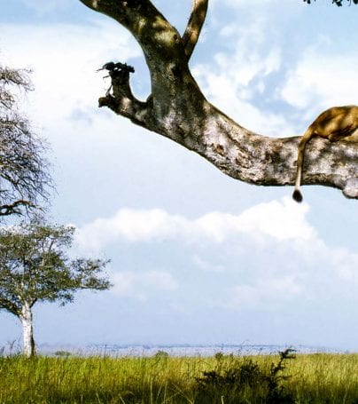 Lion sleeps on a tree branch in Uganda