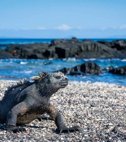 Lizard on beach of Isla Fernandina, Galapagos