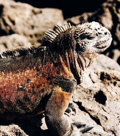 Lizard sits on rock on Floreana Island, Galapagos
