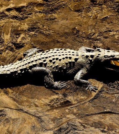 Crocodile basks on sand in Jaco, Costa Rica