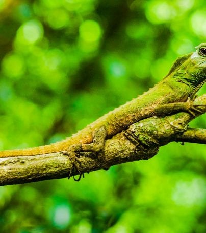 Green lizard on branch in Sinjaraja Forest Reserve