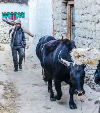People and oxen in streets of Lo Manthang, Nepal