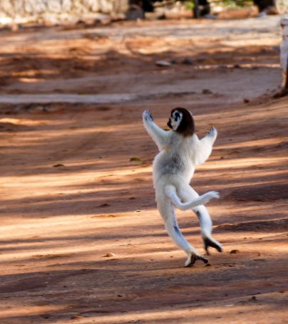 Jumping lemur in Madagascar