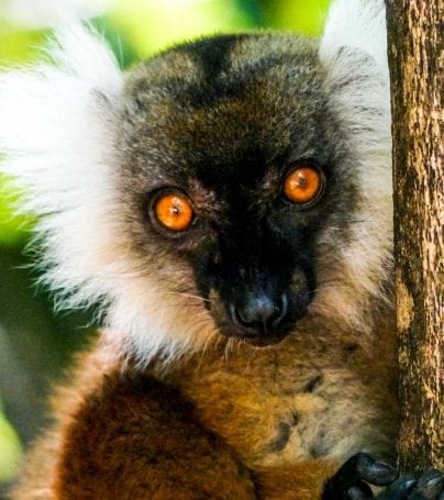 Lemur holds tree in Madagascar