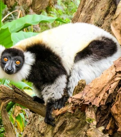 Lemur crouches on branch in Madagascar