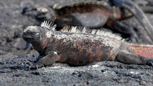 Marine iguana sits on rocks in the Galapagos