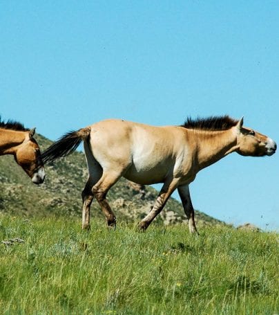 Wild horses of the Bayangobi in Mongolia