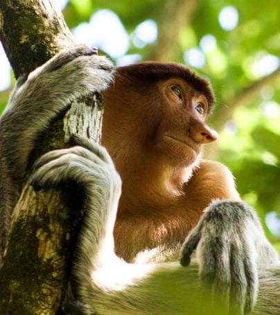 Monkey in Bako National Park, Malaysia