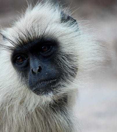 A white and black monkey in Sawai Madhopur, India