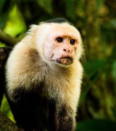 Monkey in Tortuguero National Park, Costa Rica