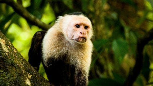 Monkey in Tortuguero National Park, Costa Rica