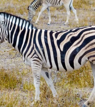 Zebra on Namibia plains