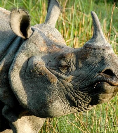 Rhino in Chitwan National Park, Nepal