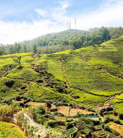 Hills of Nuwara Eliya, Sri Lanka