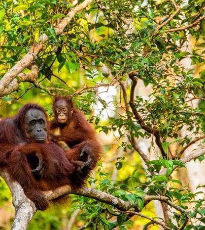 Two orangutans sit in tree