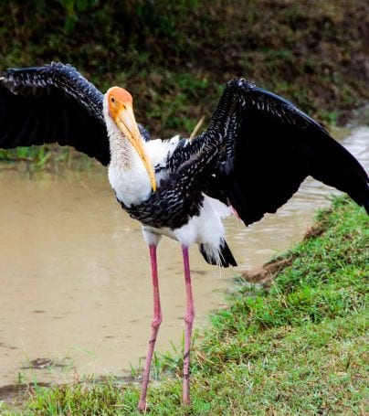 Painted stork spreading wings in Yala National Park, Sri Lanka