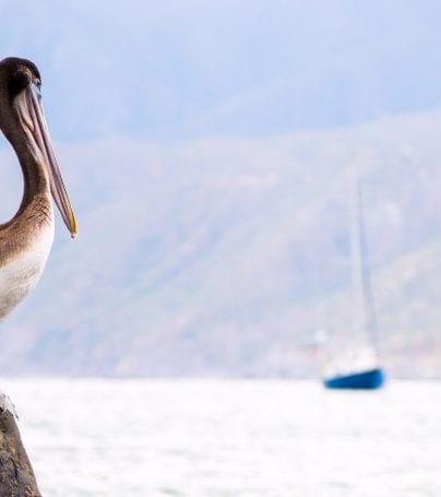 Pelican sits on rock in Gulf of California