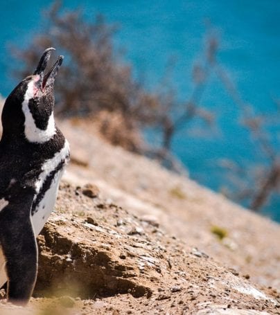 Penguin near the Valdes Peninsula of Argentina