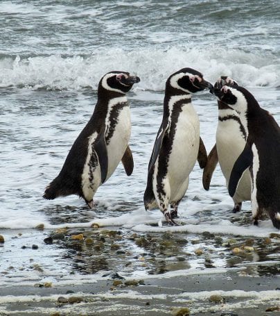 Penguins on shore of Punta Arenas, Chile