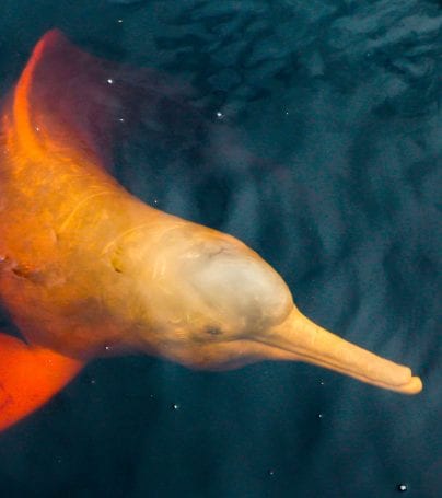 Rare pink dolphin swims in Rio Negro in Brazil