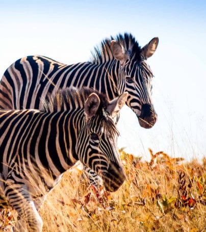 Group of zebra running through tall grass