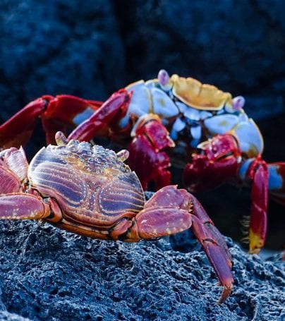 Two Sally Lightfoot Crabs on rocks in Galapagos