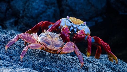 Two Sally Lightfoot Crabs on rocks in Galapagos