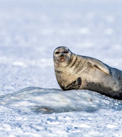 Seal leans against pile of ice in Svalbard