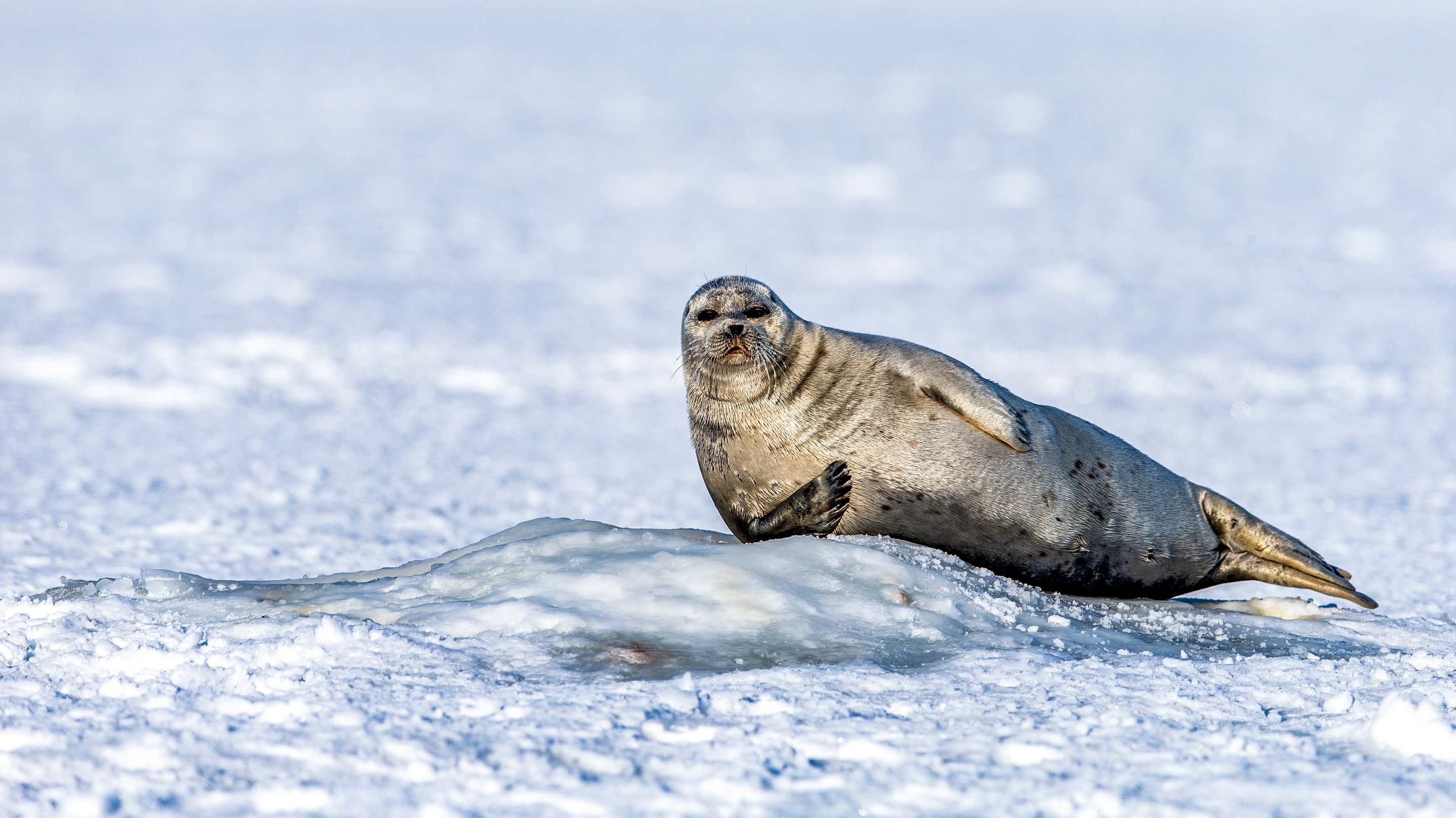 Seal leans against pile of ice in Svalbard