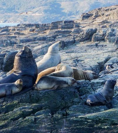 Seals on rocks near Ushaia, Argentina