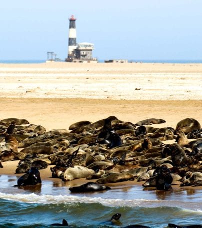 Seals on the beach near Walvis Bay, Namibia