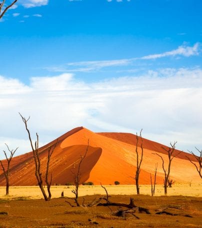 Trees and dunes of Sossusvlei, Namibia