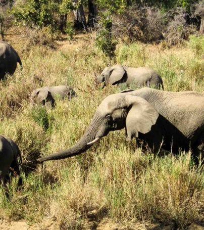 Elephants walk through grass in South Africa
