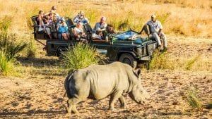 Safari group watches rhino in South Africa