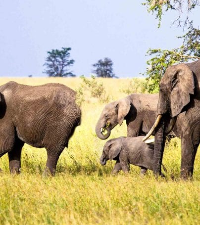 Elephants wander plains in Tanzania