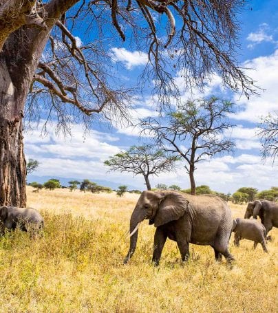 Elephants meander under trees in Tanzania