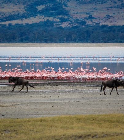 Flamingoes and buffalo by water in Tanzania