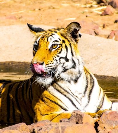 Tiger licks nose in Bandhavgarh National Park, India