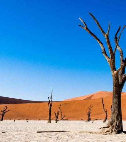 Desert trees in Deadvlei, Namibia