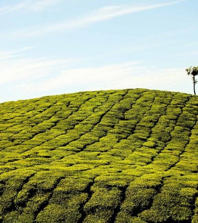 Tree on a hill in Munnar, India
