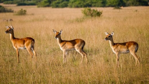 Deer stand in field in Uganda
