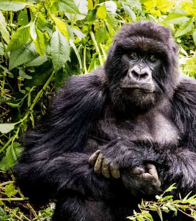 Gorilla sits in Uganda jungle