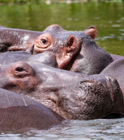 Hippos in Uganda waterway