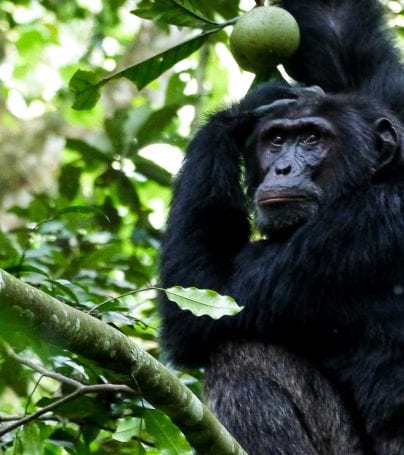 Chimpanzee in the trees in Uganda